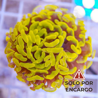Euphyllia parancora – Golden Neon por cabeza