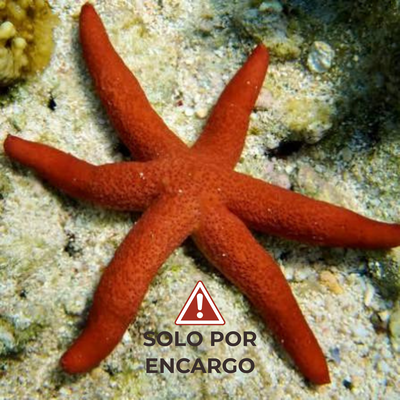 Estrella de Mar Roja – Red Luzon Sea Star 5cm