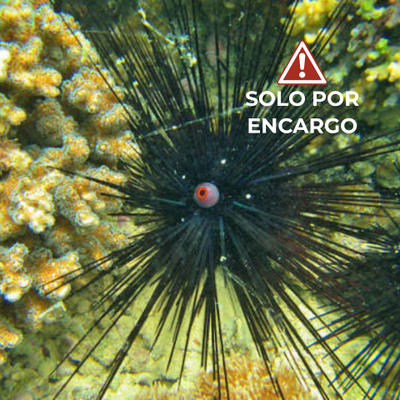 Erizo de Espinas Largas Ojo Naranja - Orange Eye Long-Spine Urchin 7cm