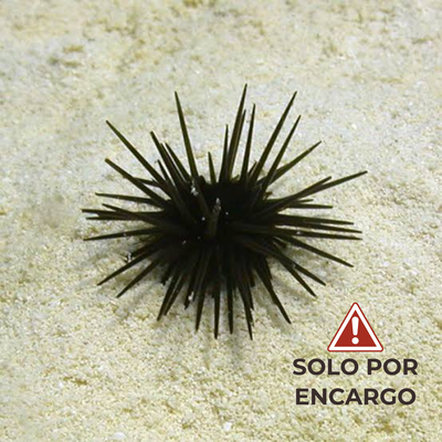 Erizo de Roca - Rock Urchin 7-8cm