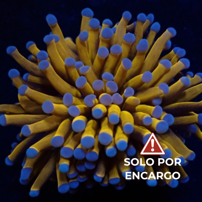 Euphyllia Torch Golden Neon – Grado A por cabeza