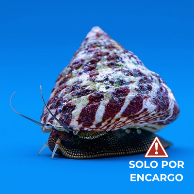 Caracol Trochus Bandeado - Banded Trochus Snail 7cm
