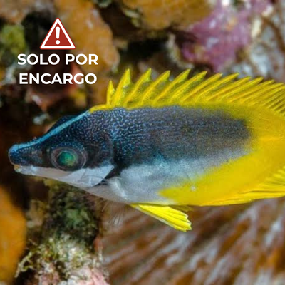 Pez Zorro - Foxface 5cm