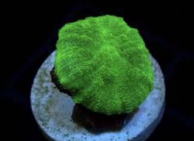 Discosoma Green Spp 4cm