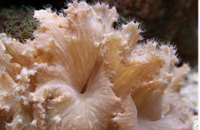 Sinularia Dura 4cm