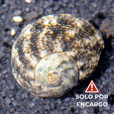 Caracol Turbo Ojo de Gato - Cat's Eye Turbo 7cm