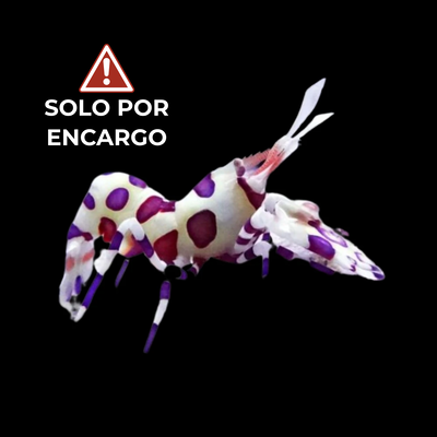 Camarón Arlequín - Harlequin Shrimp 7cm