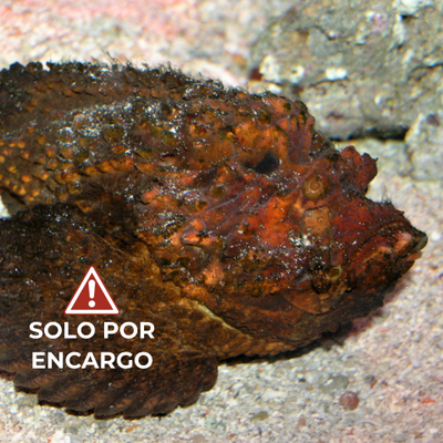 Pez Piedra Amarillo - Ord.Red Yellow Stonefish 7cm