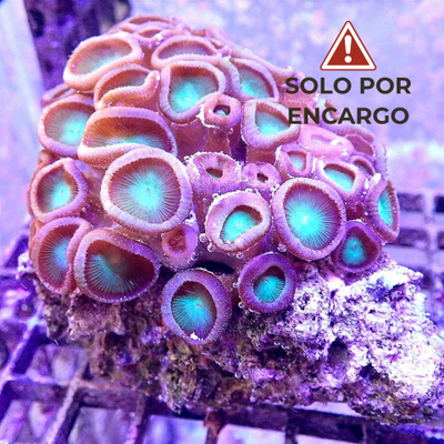 Protopalythoa sp. - Polyps Long Stalk REEFMASTER