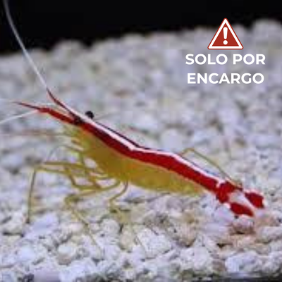 Camarón Limpiador - Cleaner Shrimp 5cm