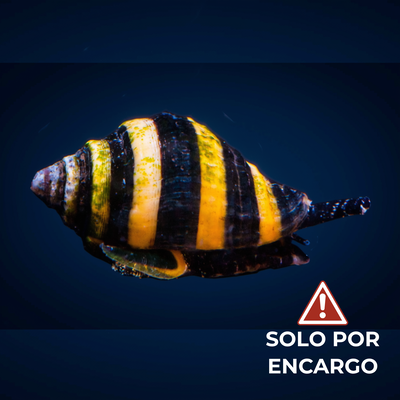 Caracol Abeja - Bumble Bee Snail 5-7cm