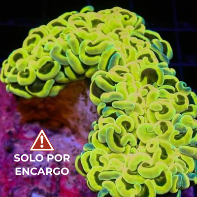 Euphyllia parancora – Yellow & Green por cabeza