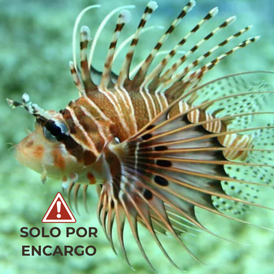 Pez León de Aleta Manchada - Spotfin Lionfish 5cm