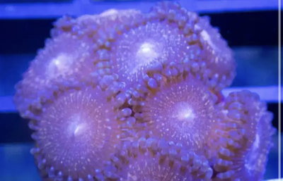 Zoanthus Pandora 3 Polipos