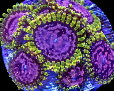 Zoanthus Purple Monster 3 Polipos