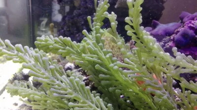 Alga Caulerpa 7cm Porcion