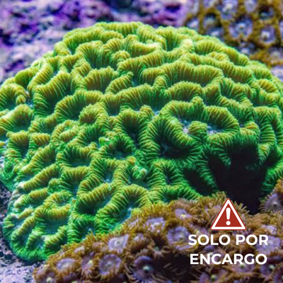Brain Coral Cone Green – Grade A 7cm