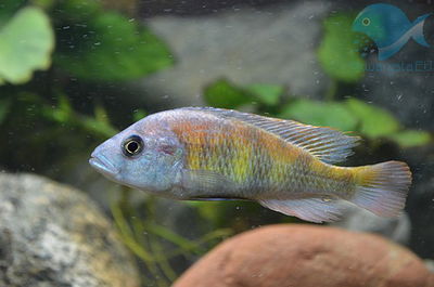 Haplochromis Pundamilia Nyererei Africano 5cm