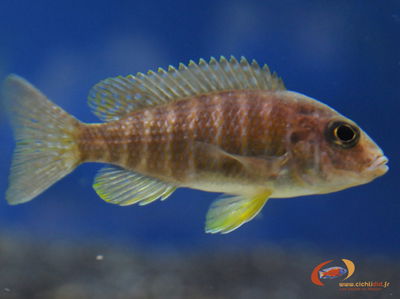 Aulonocara Rubin Red Africano 5cm