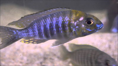 Aulonocara Stuargranti Blue Neon Africano 6cm