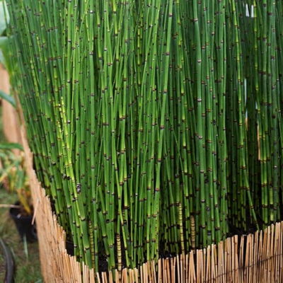 Equisetum para Acuarios/Estanques 