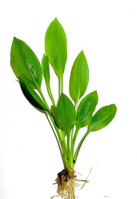 Echinodorus joyo 