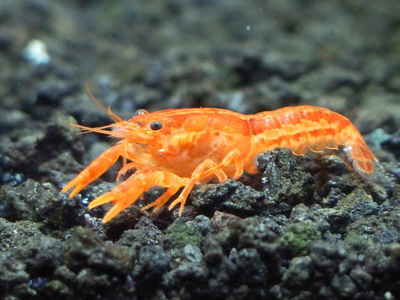 Langosta Mini Orange 5cm