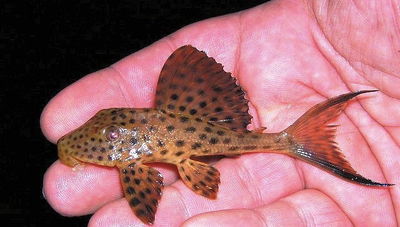 Hypostomus Plecostomus 8cm Limpiador