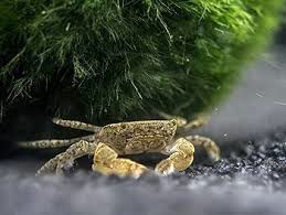 Cangrejo Enano 4cm