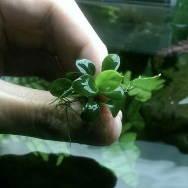 Anubia Petit 