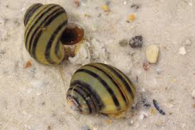 Caracol Zebra Manzana Limpiador
