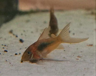 Corydoras Aeneus Velifera Limpiador