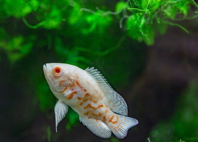 Ciclido Astronotus Oscar Albino Americano 4cm