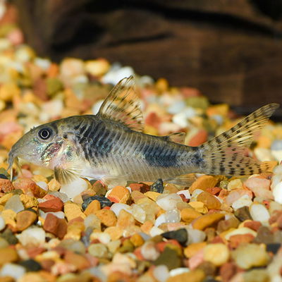 Corydora Elisae Limpiador