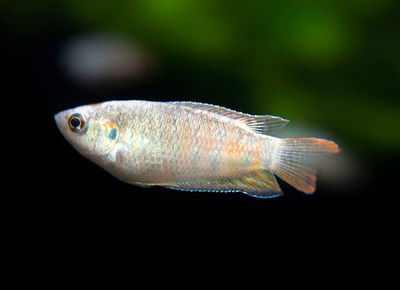 Macropodus Paraiso