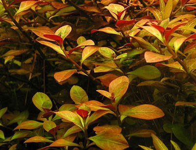 Ludwigia Repens 3tallos