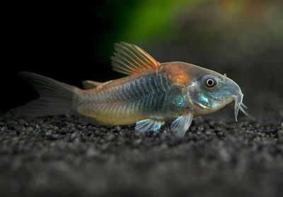 Corydora Orange Venezuela Limpiador