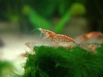 Camarón Neocaridina Cherry Limpiador