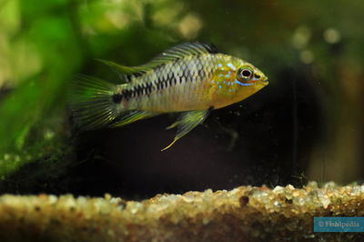 Apistogramma Borelli