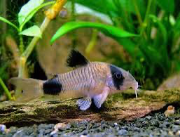 Corydora Panda Limpiador