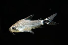 Corydora Hastatus Limpiador