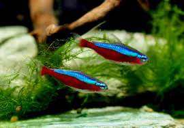 Tetra Neón Cardenal