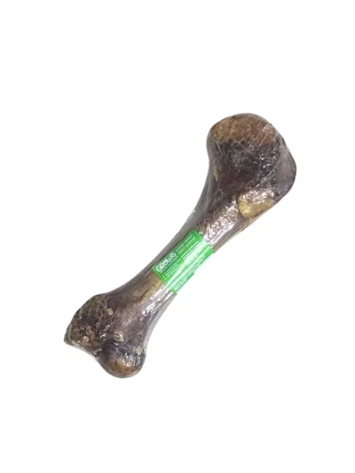 Hueso de femur deshidratado