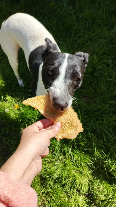 Snack Mondongo 