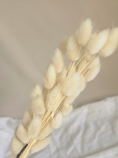 Colita de vison flor seca