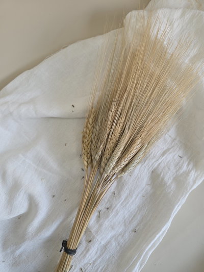Trigo flor seca
