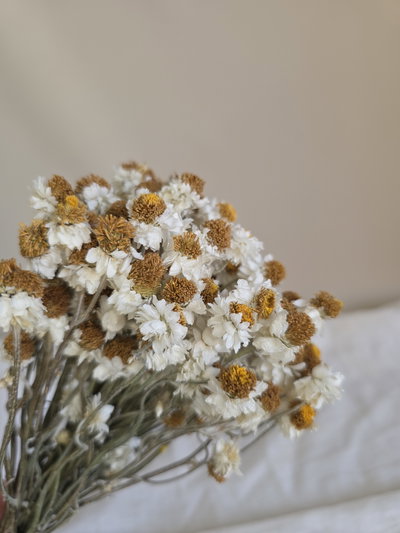Amobium flor seca