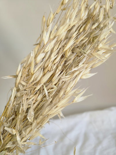 Avena flor seca