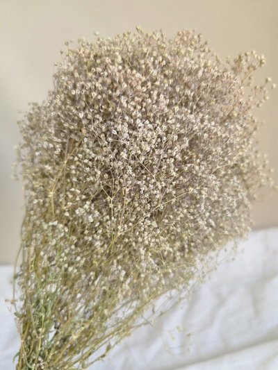 Paniculata flor seca