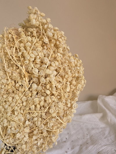 Lentejitas flor seca